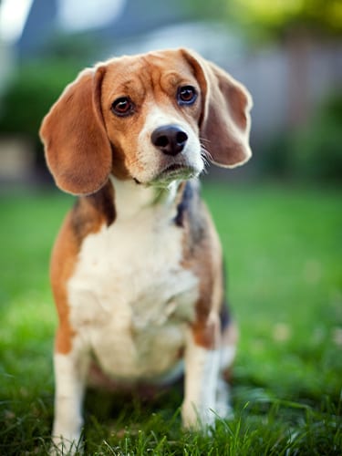 confused-beagle