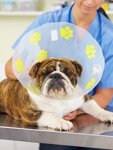 Shot of a vet attaching a cone to the neck of a large bulldog