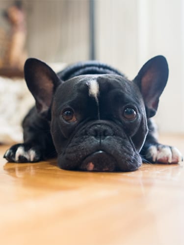 Close up shot of a cute sad looking little dog, black French bulldog.