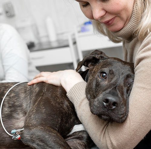 Dnepr / Ukraine - 03.14.2019: Owner hold down black dog during ultrasound exam in pet clinic.