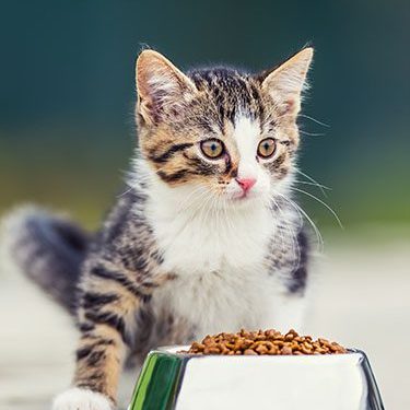 Kitten next to a food bowl.