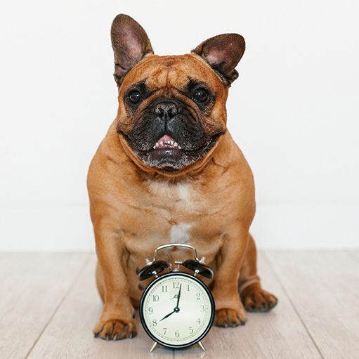 Bulldog sitting next to a clock