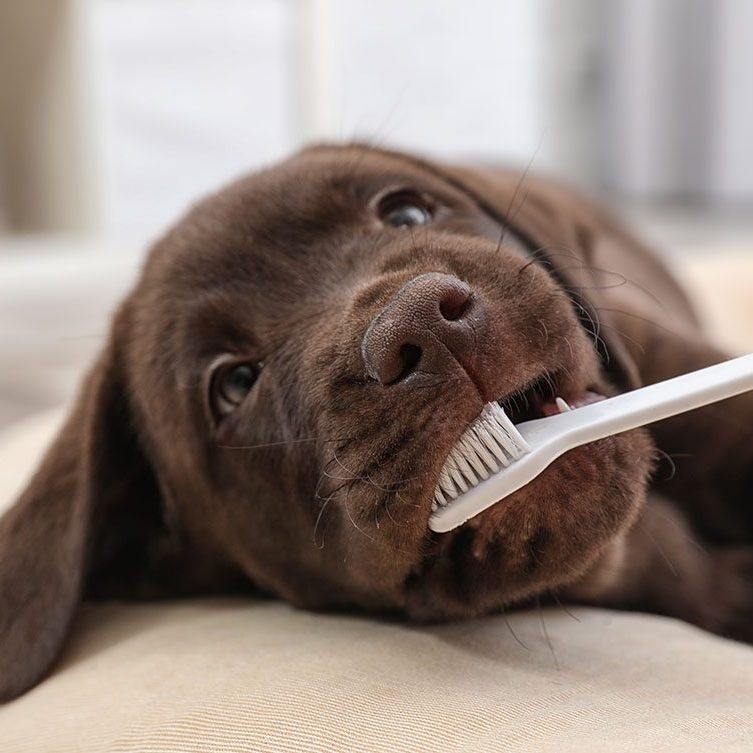 Chocolate Labrador puppy holding a toothbrush