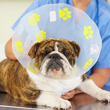 Dog wearing a protective cone collar.