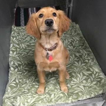 Dog resting on a bed with green cozy blanket.