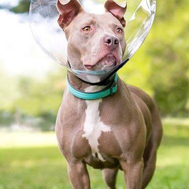 A Pit Bull Terrier mixed breed dog wearing a protective Elizabethan collar after surgery
