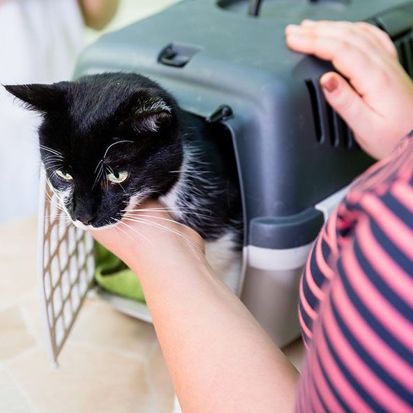 Tuxedo cat coming out of a pet carrier.