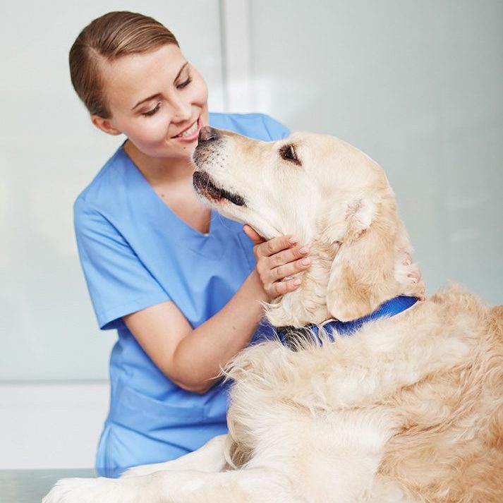 Female veterinarian holding an English Cream Golden Retriever